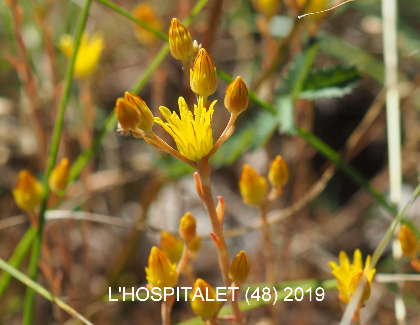 Stonecrop,[Embracing leaved] flower